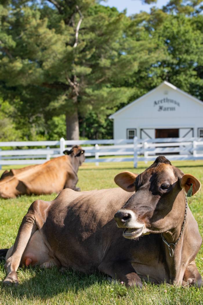 Cows at Arethusa Farm