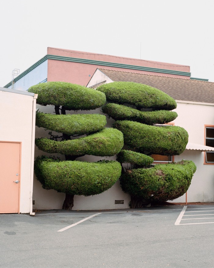 Hollywood Juniper by Marc Alcock, from his book California Topiary