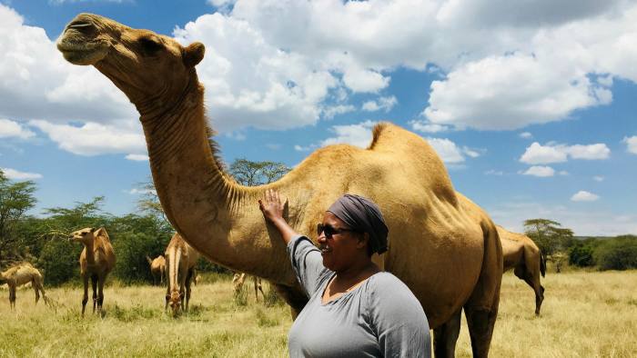 ‘Elixir of life’: Zamzam Haji sells 10,000 to 15,000 litres of camel milk a month