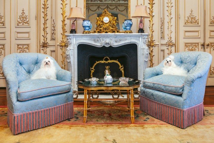 Two well-groomed Maltese dogs lounge in their owner’s living room