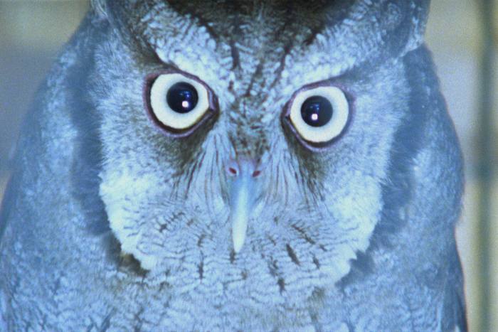Close-up of an owl’s face in a blue pigment