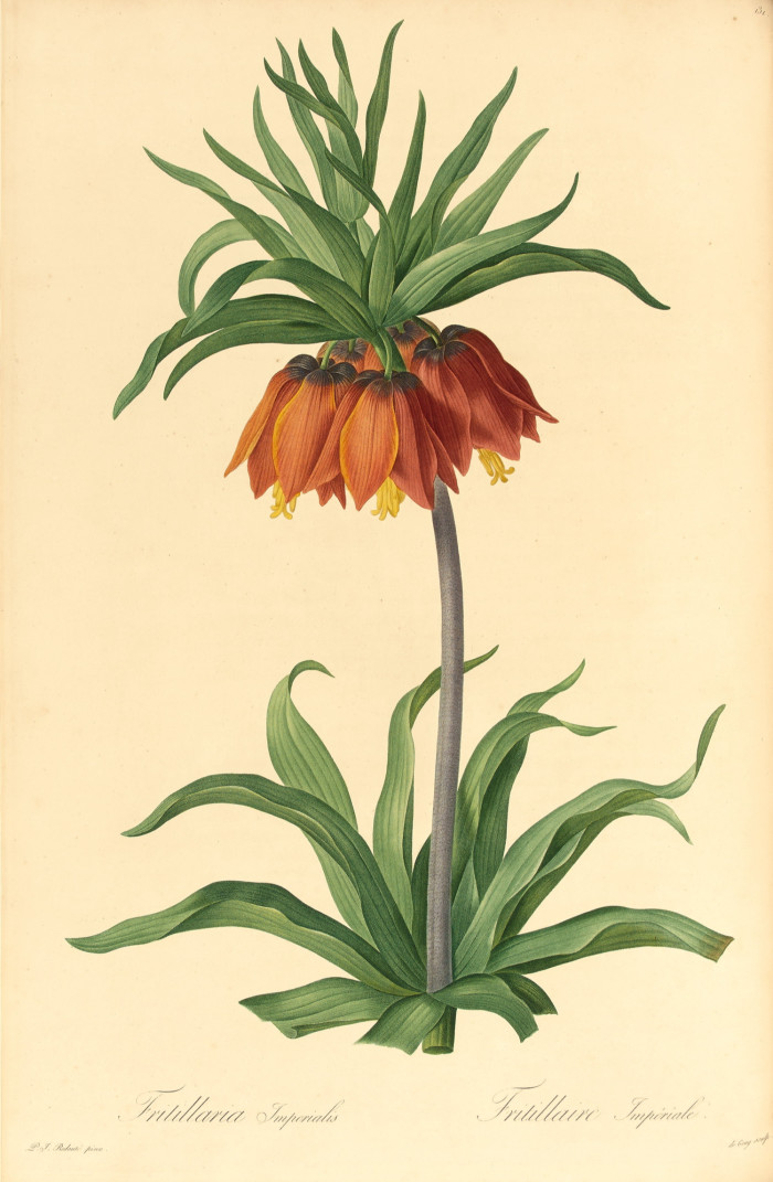 Delicate illustration of a flower with rust-coloured bell