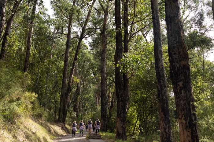 Hikers walking up the 1,000 Steps track, which is flanked by mountain ash trees