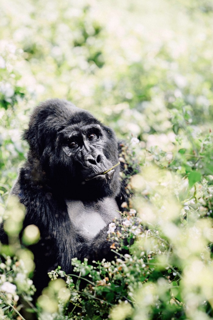 A silverback gorilla in Bwindi Impenetrable National Park, Uganda