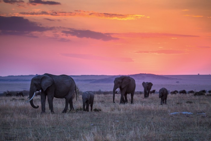 Elephants at Great Plains Conservation’s Mara Expedition Camp