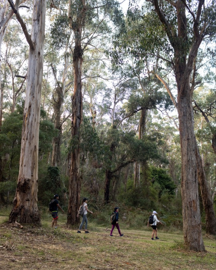 Three hikers walking down a slope among trees on the 1,000 Steps track