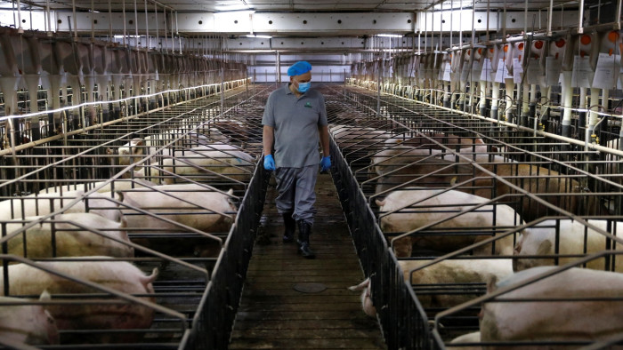 Production manager Brian Nielsen checks sows at a breeding farm of Best Genetics Group, a Chinese pig breeding company in Chifeng, Inner Mongolia Autonomous Region, China