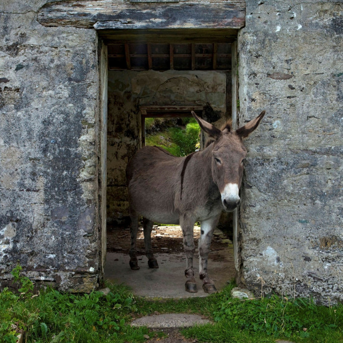 A donkey takes shelter in one of the island’s deserted cottages