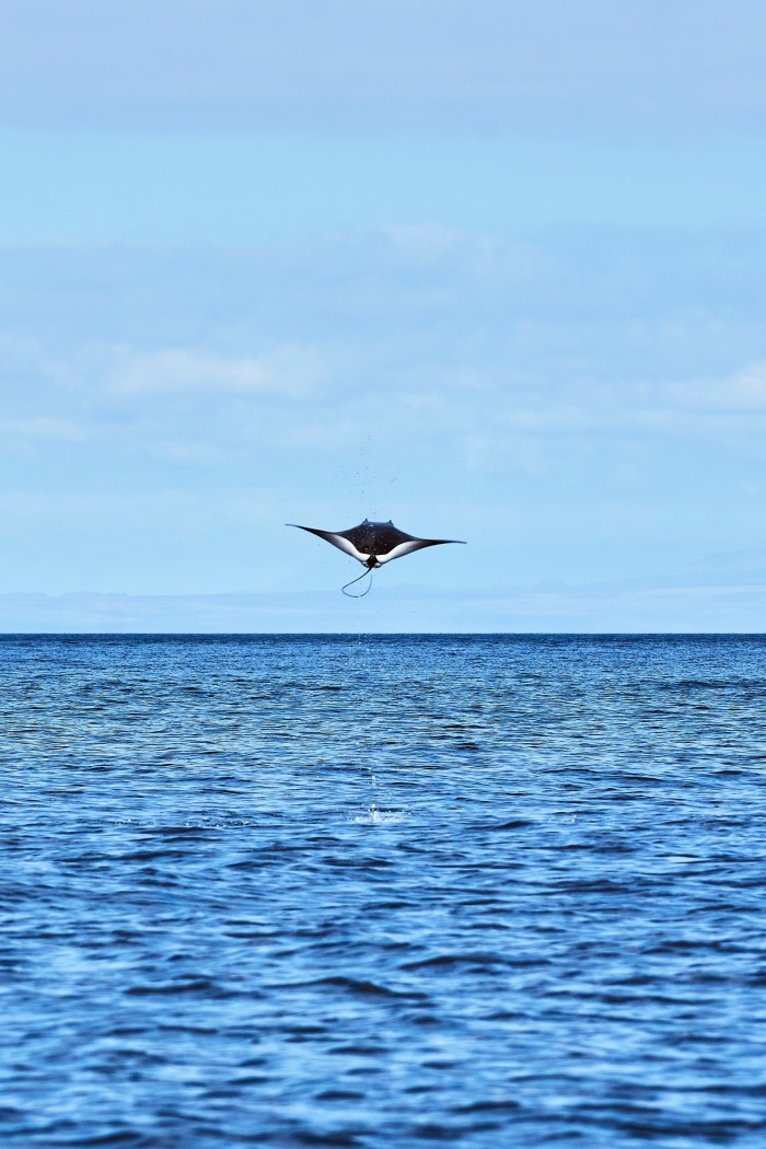 A manta ray leaps from the sea off Santiago island