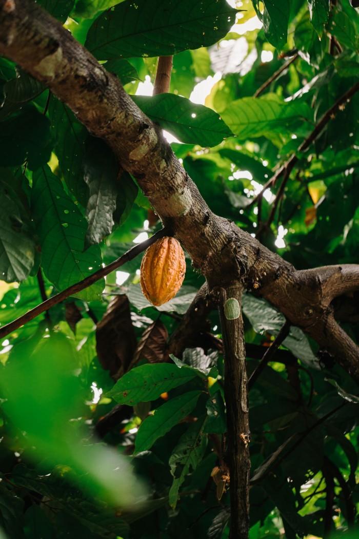 Menakao makes its chocolate in Madagascar, where it sources its beans