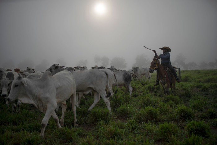 A cowboy leads a herd of cattle