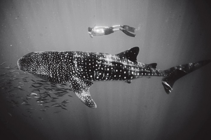 TBA21–Academy’s Markus Reymann with a whale shark