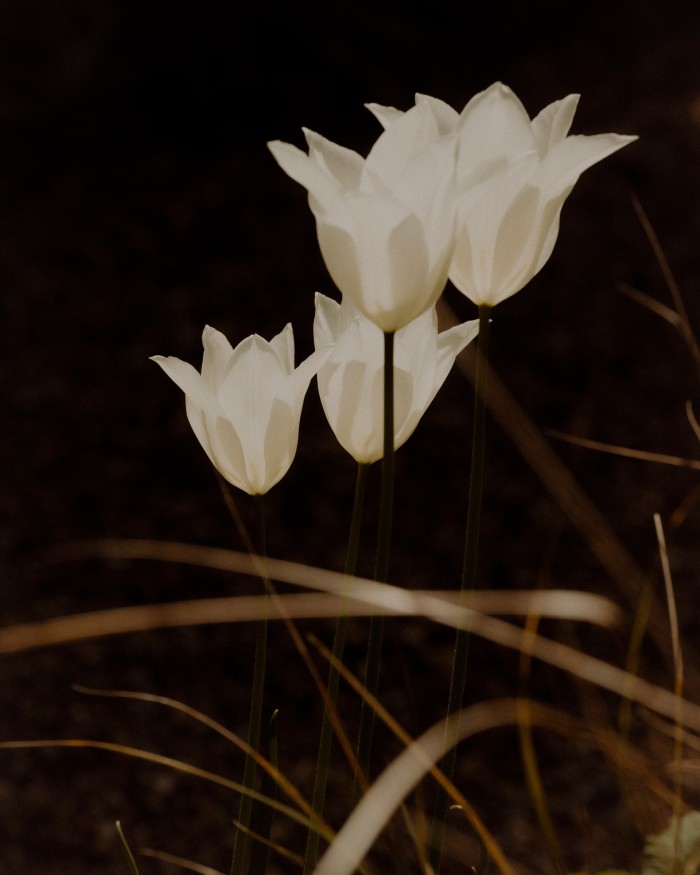Tulip “White Triumphator”