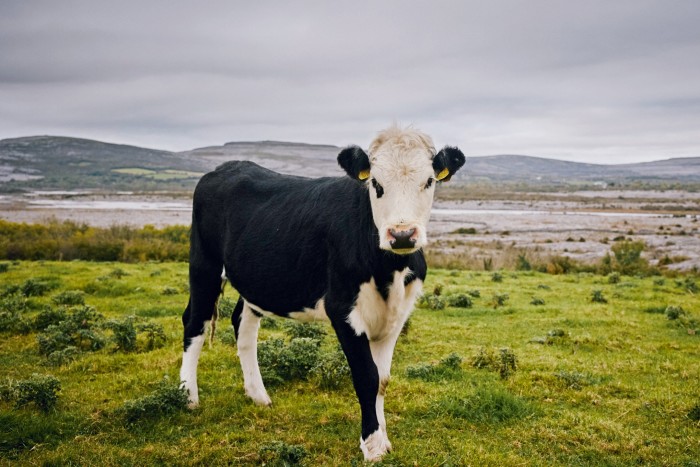 An Angus cow in County Clare