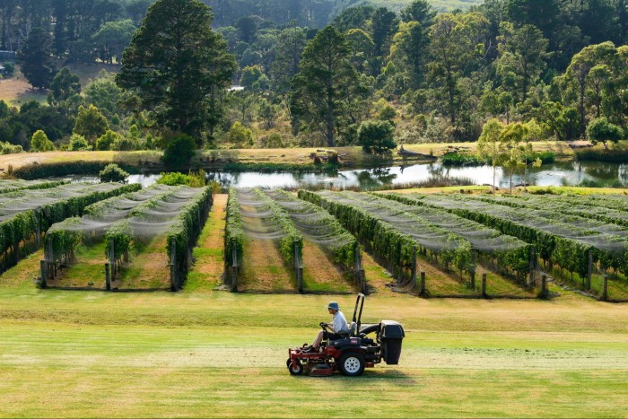 Some of Port Phillip Estates’ vines running down to a dam, with a gardener riding a lawnmower in the foreground and lush trees in the background 