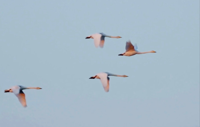 Four white geese are captured in motion as they fly in a clear light blue sky