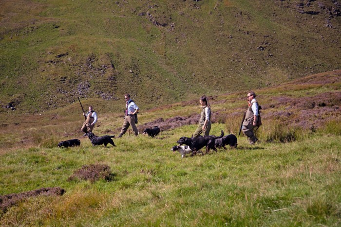 Gleneagles’s gundog instructor leads the dogs out