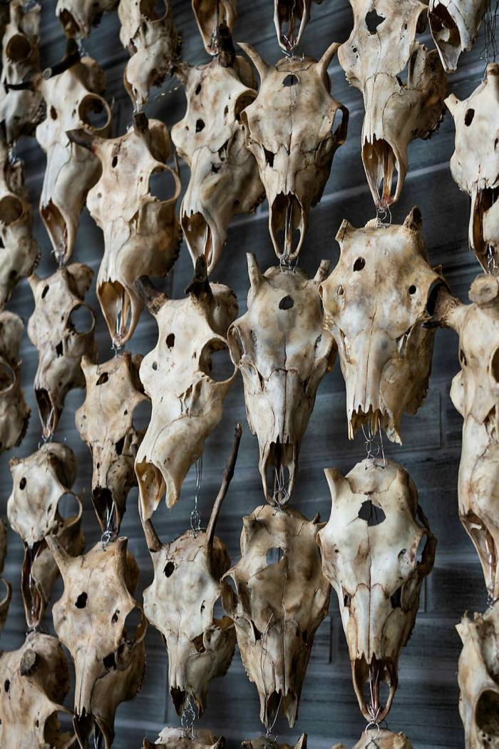 Rows of numerous reindeer skulls attached to a board