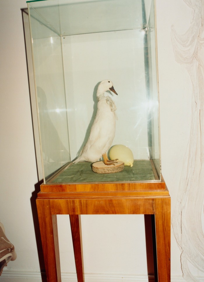 A taxidermy duck she found in Florence