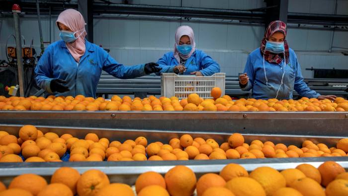 Most of Egypt’s orange exports come from large farms on reclaimed desert land
