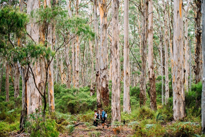 Boranup Forest, on the Cape-to-Cape track
