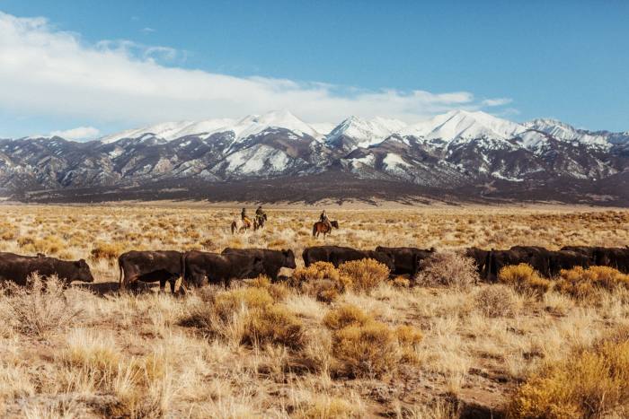 The Zapata Ranch crew move cattle to a new pasture