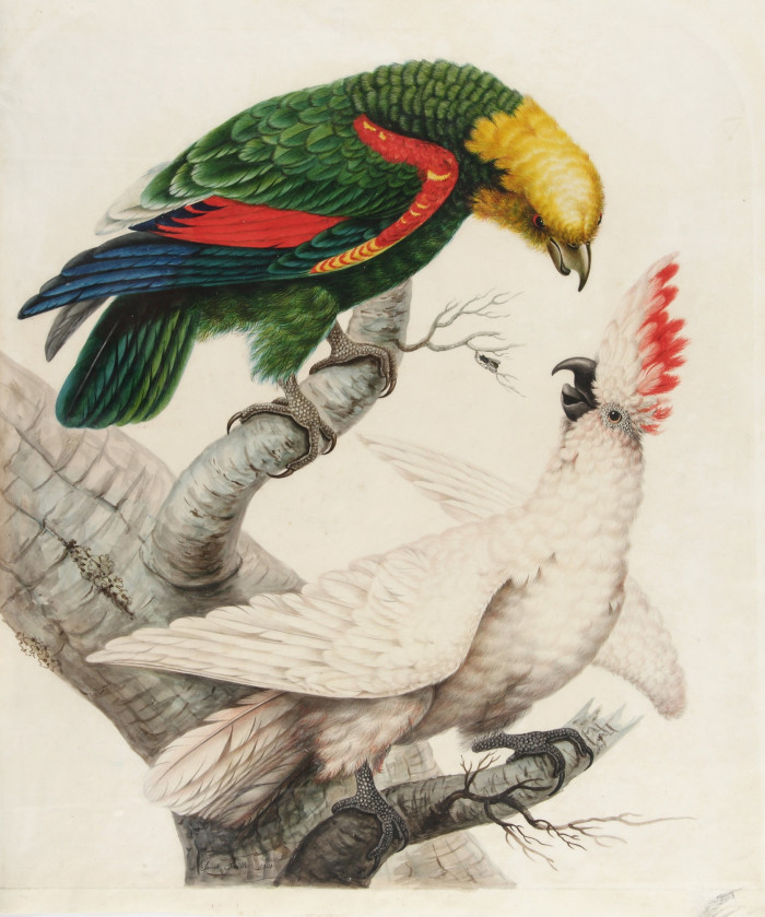 Painting of a green parrot with yellow head and a white bird on a branch
