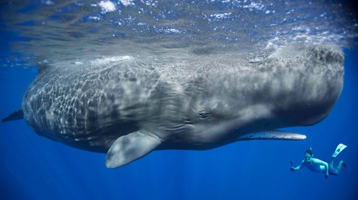 Dominica is the only place on earth where sperm whales can be found year-round