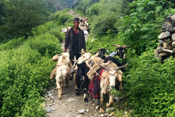 Locals use goats, donkeys and yaks to carry supplies in the Western Himalayas