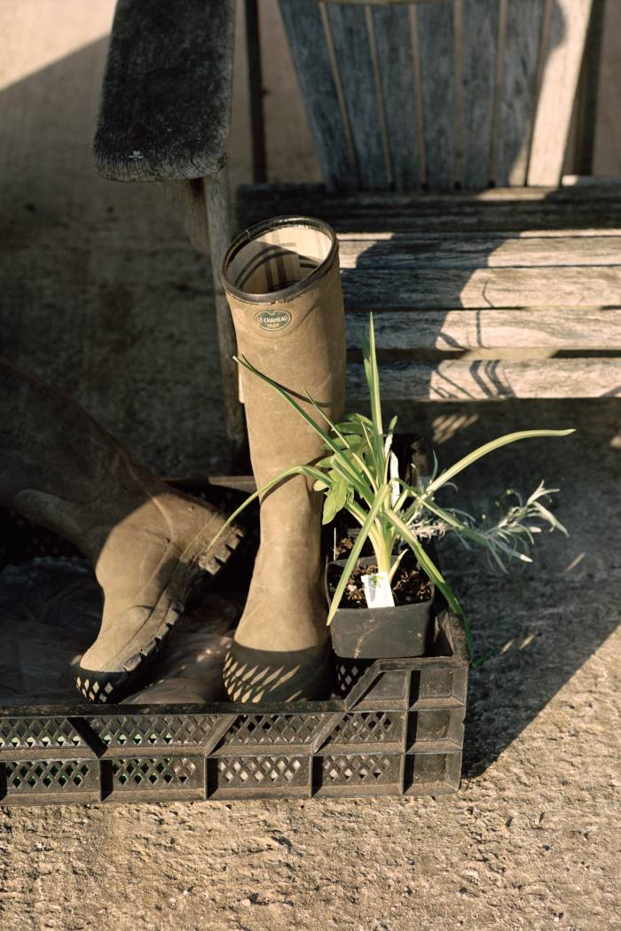 Gardener’s boots and plants in a seed tray