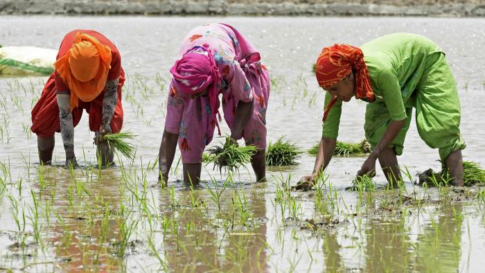 Workers plant seedlings in a paddy field on the outskirts of Amritsar, Punjab, India, on June 16 2022