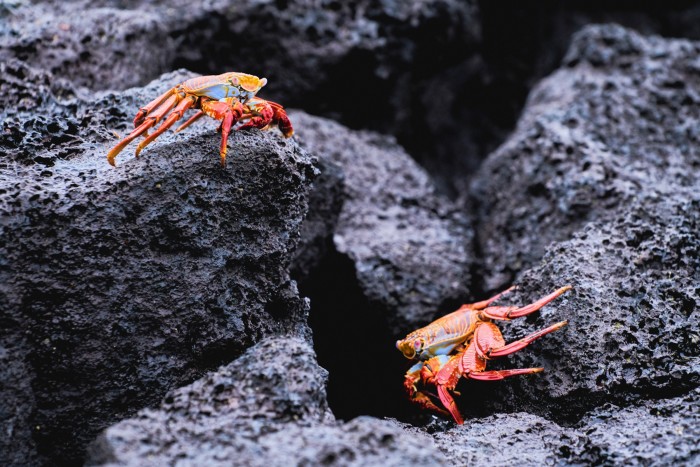 Sally Lightfoot crabs scavenge on the rocks