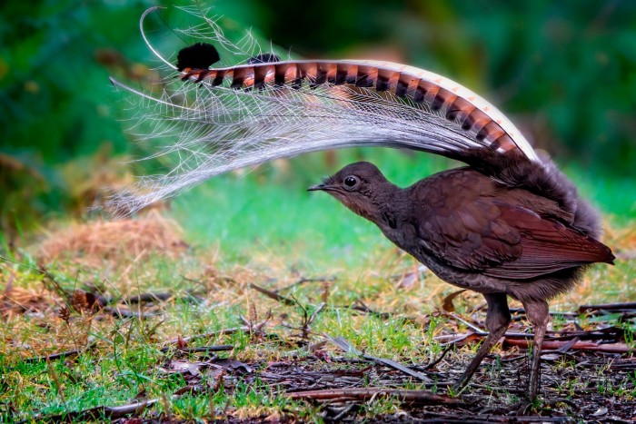 A lyrebird preening its long tail in a forest