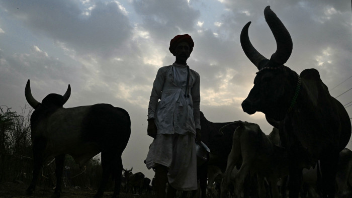 A man with cattle during sunset in Mungeshpur, a suburb of New Delhi, on Wednesday