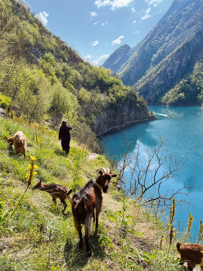 Goats along the edge of Lake Koman