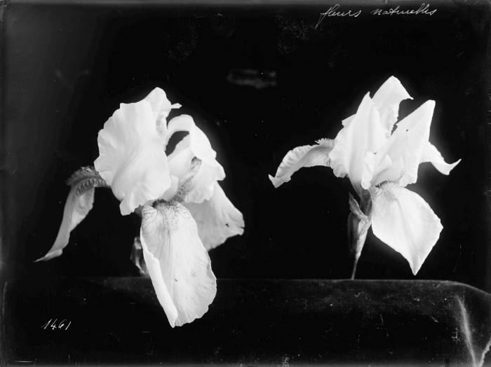 Flower photography, c1900, by Joseph Chaumet
