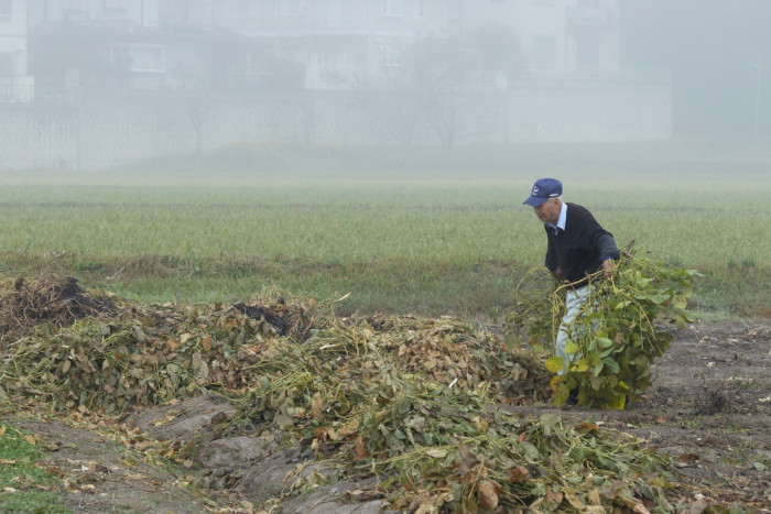 An elderly farmer works in a misty field