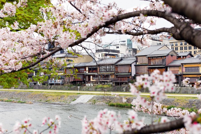 Sakura flowering in Kyoto, where Pei found a textile processed from the tree’s bark