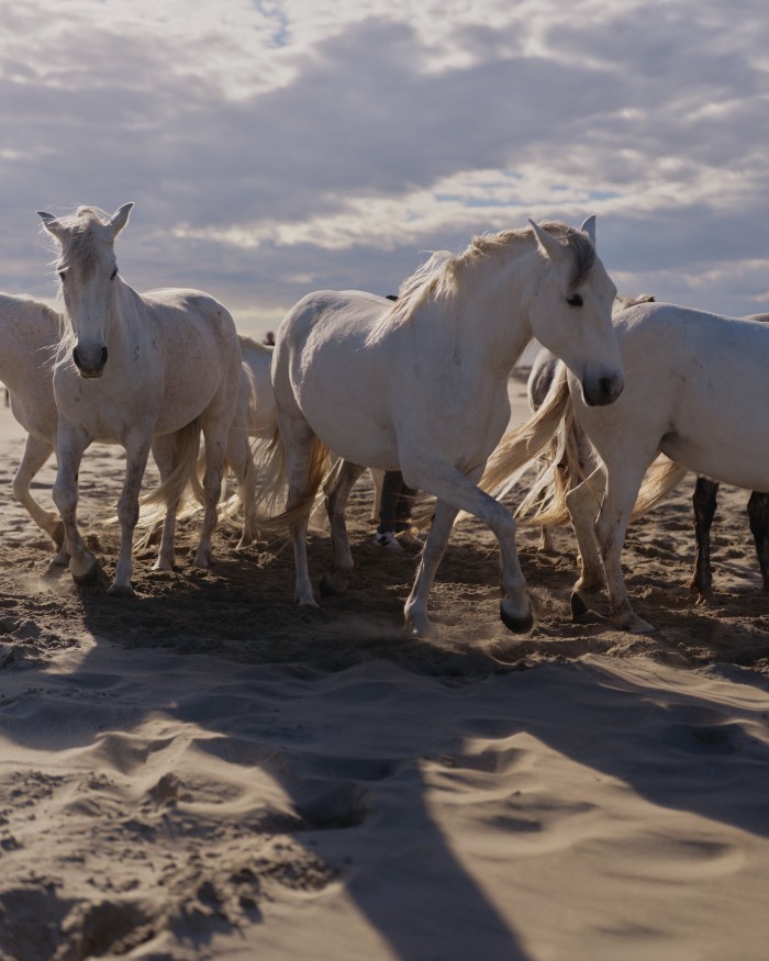 White horses line up in a circular formation on a beach