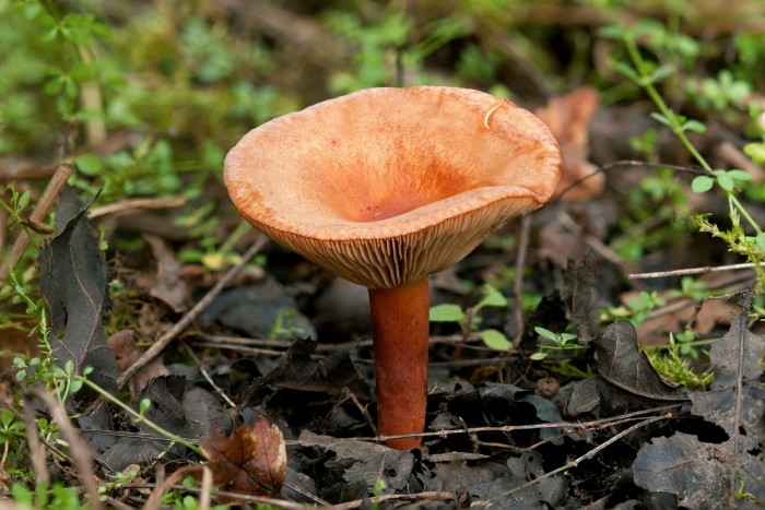 Microrrhizal fungi, such as this liver milkcap, help plants get the nutrients they need