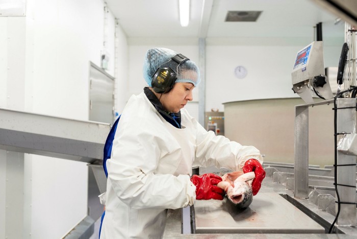 A Fredrikstad worker inspects a salmon that has been processed and cleaned before sorting it according to colour, size and quality