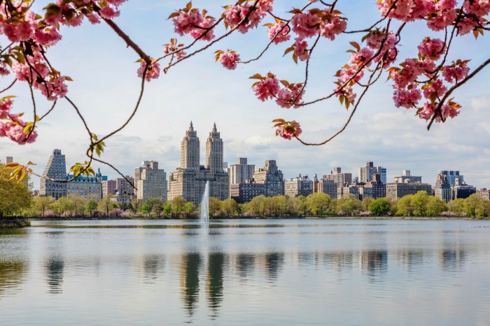 Pink blossom at the edge of the Jacqueline Kennedy Onassis Reservoir in Central Park