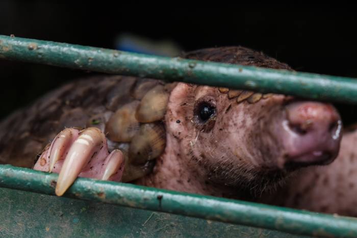 A pangolin rescued from trafficking in Indonesia: these animals may have helped spread Covid-19 through the illegal wildlife trade