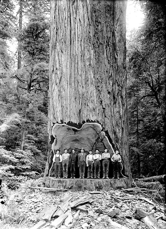 Lumberjacks stand inside the undercut of a 22-foot-diameter redwood in Humboldt, 1911