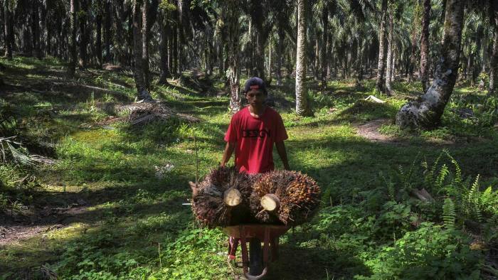 A palm oil farmer in Kampar, Riau province, Indonesia