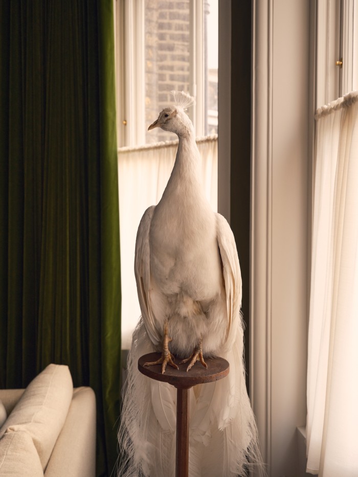 A white peacock, a prop from artist Robert Wyn Yates’ studio in Suffolk