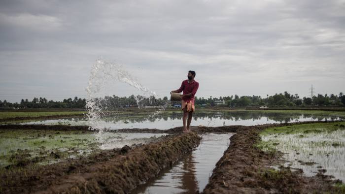 farmer irrigating rice paddy fields