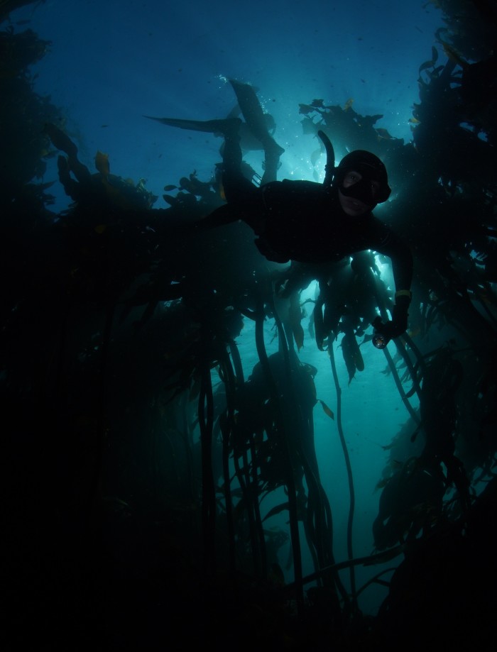 The author dives in the kelp forest in Cosy Bay