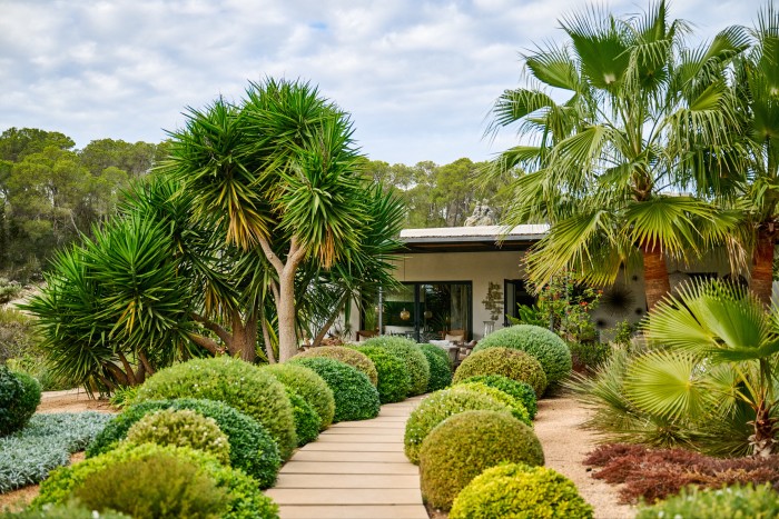 Palm trees in the garden of Cox’s Ibiza home