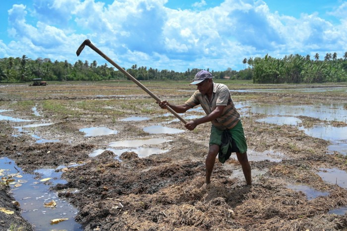 A Sri Lankan farmer works in a paddy field